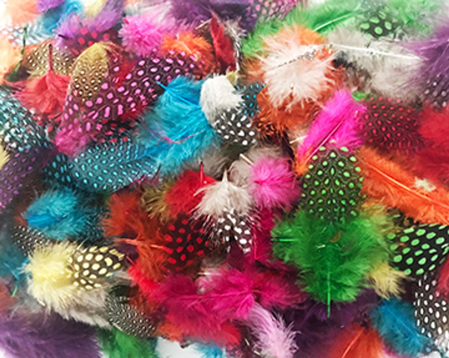 Plumes colorées et tachetées