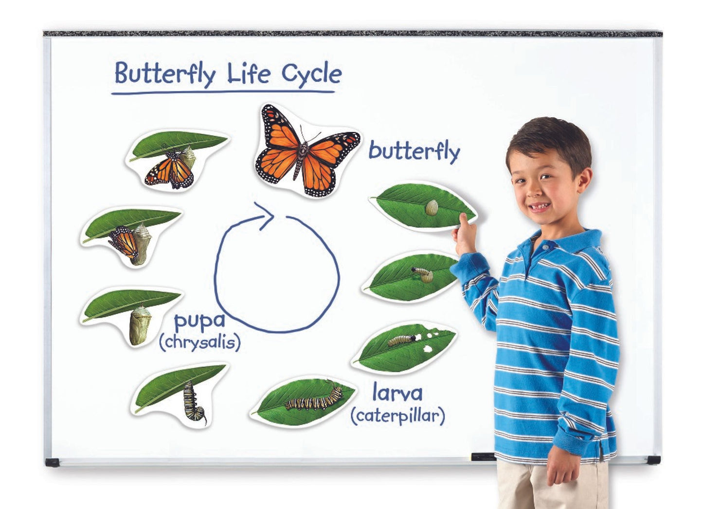 Butterfly Life Cycle