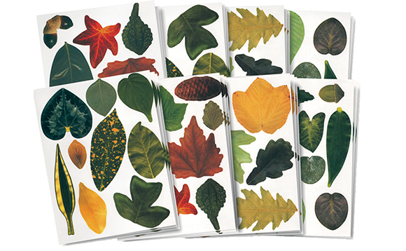 Crafty Leaves - Brault & Bouthillier