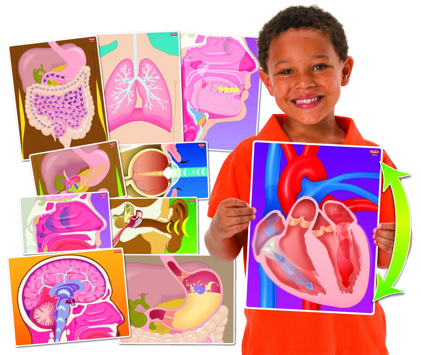 Illustrations d'organes du corps humain