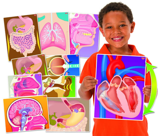 Illustrations d'organes du corps humain