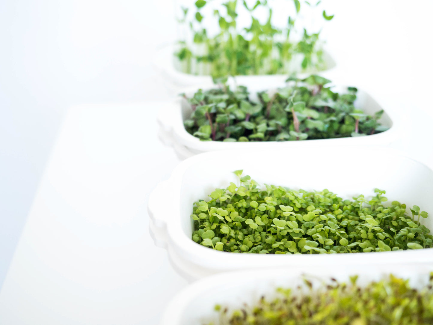 Germoirs avec semences