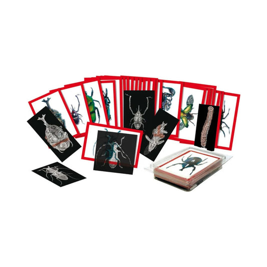 Insect X-Ray and Picture Cards