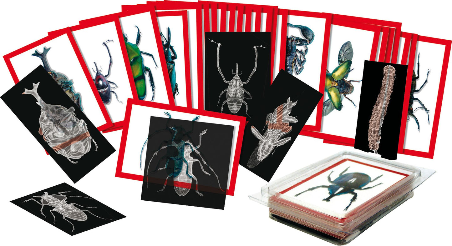 Insect X-Ray and Picture Cards