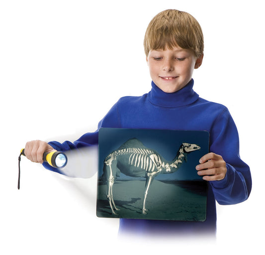 What's Inside Animals