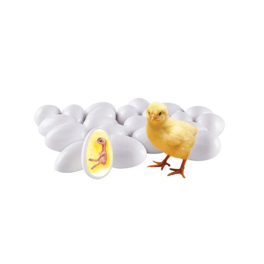 Chick Life Cycle - Exploration Set