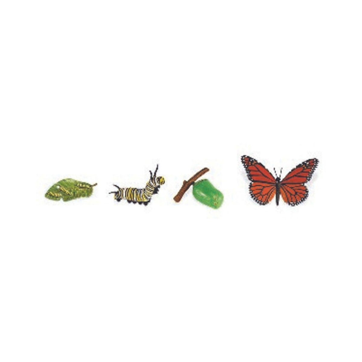 Life Cycles – Monarch Butterfly