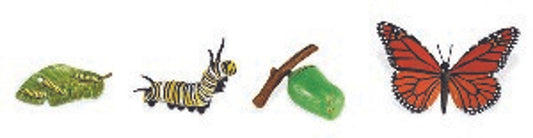 Cycle de vie – Monarque