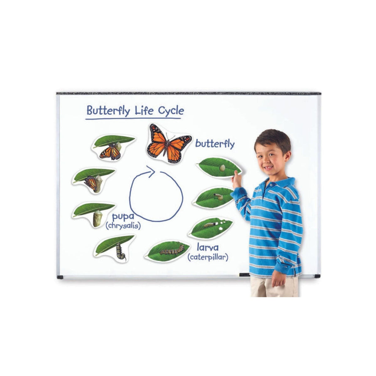 Butterfly Life Cycle